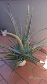 Pianta di Aloe vera 