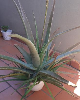 Pianta di Aloe vera 