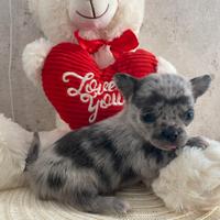Chihuahua blu merle Maschio 60 GG Taglia mini