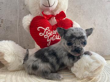 Chihuahua blu merle Maschio 60 GG Taglia mini