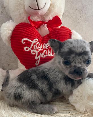 Chihuahua blu merle Maschio 60 GG Taglia mini