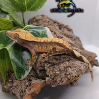 Ciliatus / Geco Crestato ID: BU