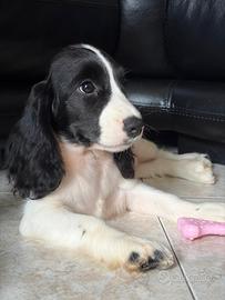 Cocker inglese spaniel