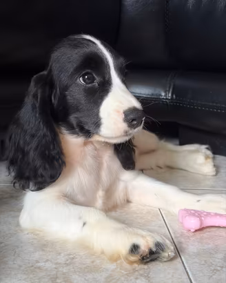 Cocker inglese spaniel