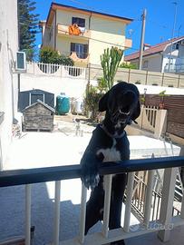 Alano maschio puro