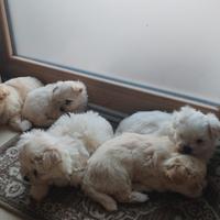Cane maltese