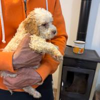Cuccioli di Lagotto Romagnolo