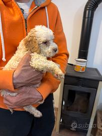 Cuccioli di Lagotto Romagnolo