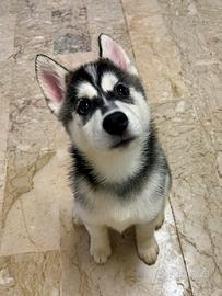 Ultimo cucciolo husky