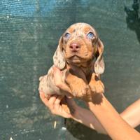 Cuccioli di bassotto Arlecchino cioccolato