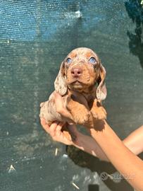 Cuccioli di bassotto Arlecchino cioccolato