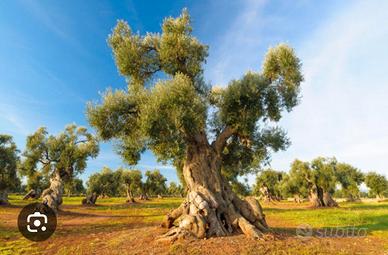 Terreni con ulivi secolari