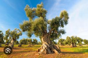 Terreni con ulivi secolari
