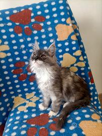 Cucciole di Maine Coon