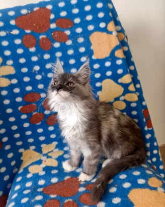 Cucciole di Maine Coon