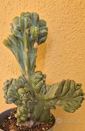 cactus piante grasse 