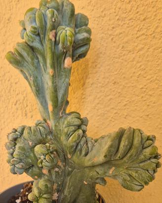 cactus piante grasse 