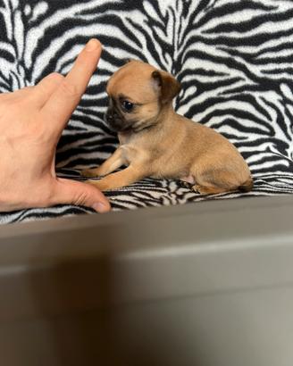 Chihuahua femmina crema con muso nero mini Toy