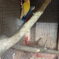 Coppia giovane di inseparabili