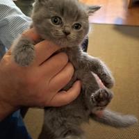 Cuccioli micini British shorthair