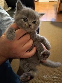 Cuccioli micini British shorthair