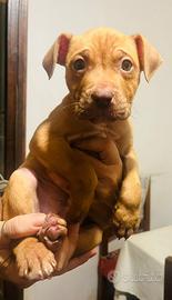 Cuccioli american pitbull terrier con pedigree