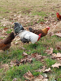 Galli razza romagnoli