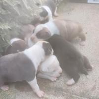 Cuccioli Amstaff