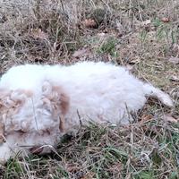 Cuccioli Lagotto romagnolo