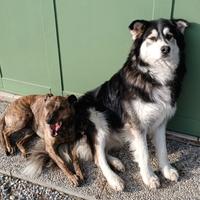 Kiko e Baby meticci tre anni