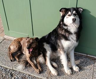 Kiko e Baby meticci tre anni