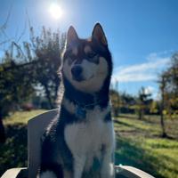 Maschio husky per monta