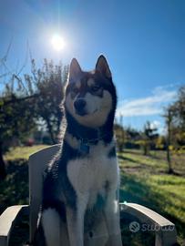 Maschio husky per monta