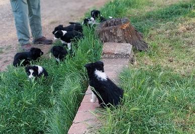 Cuccioli di border colli