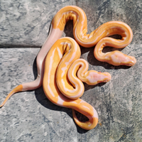 Pitone reale albino pied