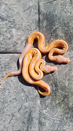 Pitone reale albino pied