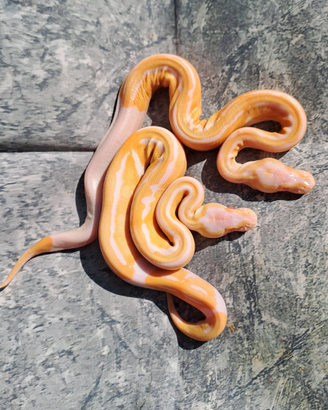 Pitone reale albino pied