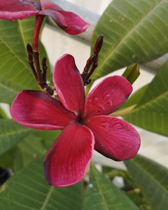 Black Tiger plumeria 