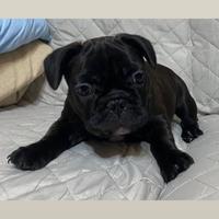 Femminuccia bulldog francese bringee