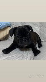 Femminuccia bulldog francese bringee