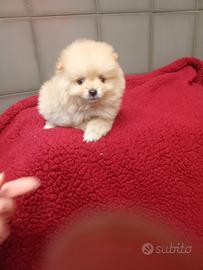 Spitz di Pomerania maschietto