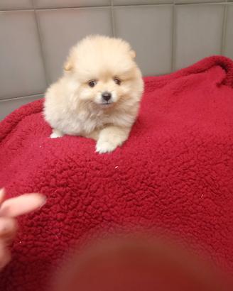 Spitz di Pomerania maschietto