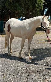 Cavallo Paint