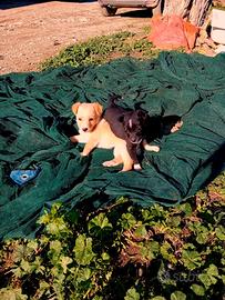 Cuccioli taglia piccola