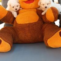 Cuccioli di razza maltese con pedigree enci