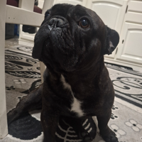 Bulldog francese