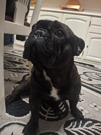 Bulldog francese