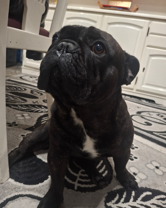Bulldog francese
