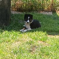 Cuccioli border collie