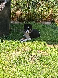 Cuccioli border collie